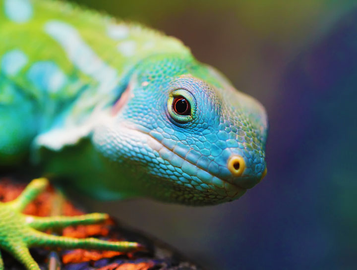 Exotic & Avian Pet Care