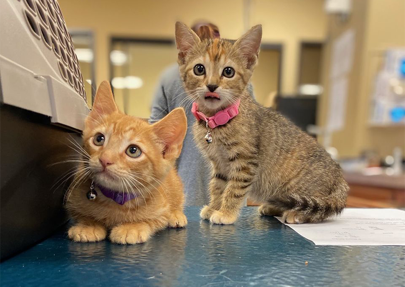 Carousel Slide 2: Kittens Veterinary Care, Rockwall