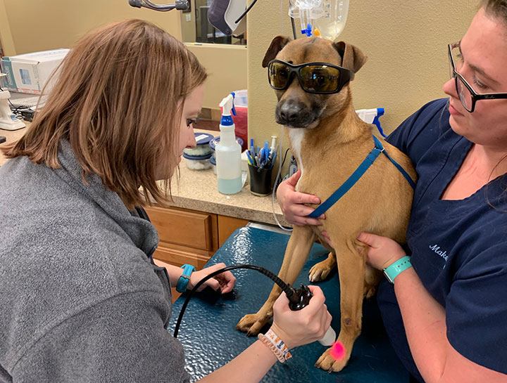 Laser Therapy for Dogs