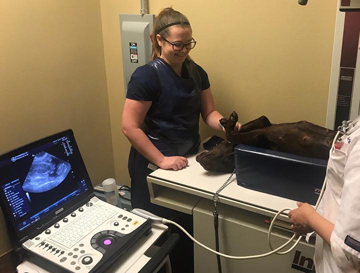 Veterinary Ultrasound